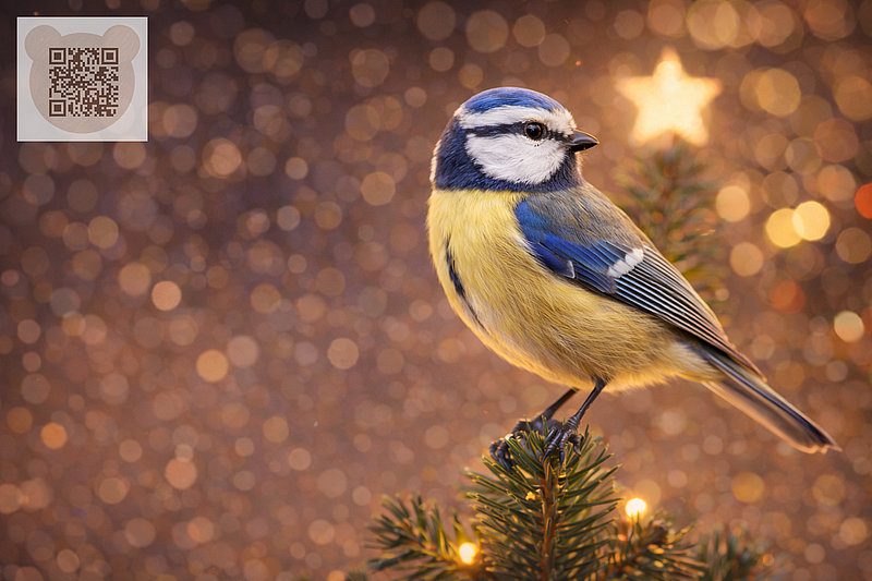 Пташка сидить на новорічній ялинці: новорічні казки малюкам 1, 2, 3 років читати Пташка сидить на новорічній ялинці: новорічні казки малюкам 1, 2, 3 років читати